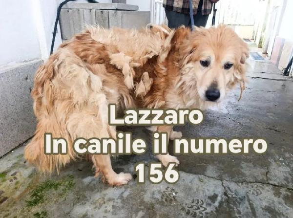 6Anni Mix Golden Da 5 In Canile Dimenticato..calabria